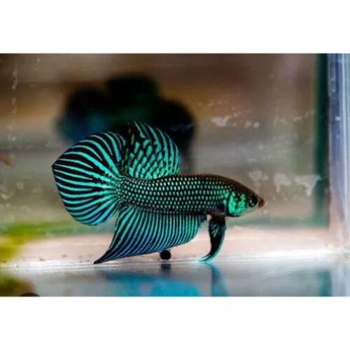 Betta Mahachaiensis (betta Mahachai)