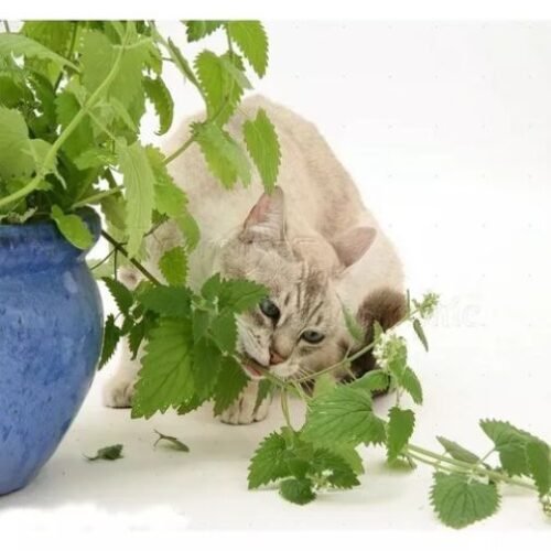 1000 Catnip Sementes De Erva Do Gato